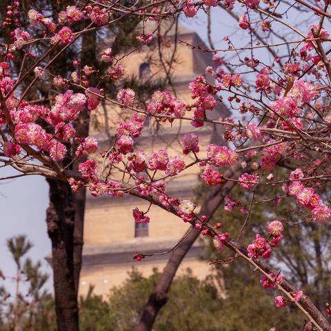 三月春风到长安，佛光照耀度众生 ——玄奘圆寂1360年慈恩寺瞻仰舍利子纪实