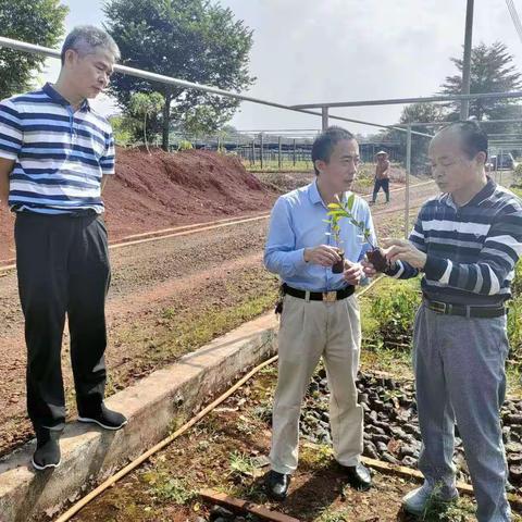 市林业局郭建二级调研员带队开展油茶苗木检疫检查