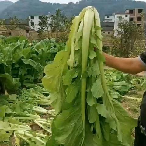 舌尖上的美味——芦溪咸菜