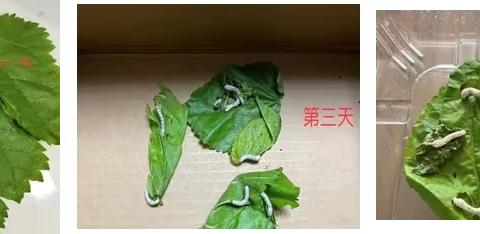 生物实验奇妙无限