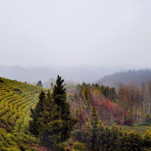 五山风景照片，太美了！