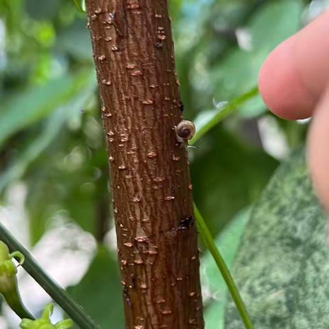 《夏日新雨🌧️后，邂逅小蜗牛🐌》                财信—北园幼儿园小二班