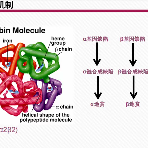 产前地中海贫血查的意义