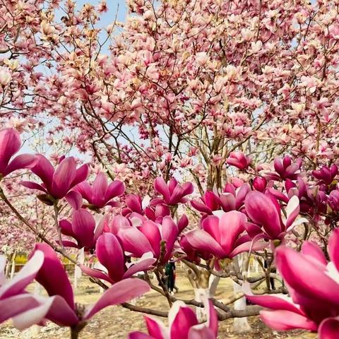 北京国际雕塑公园四季 注定不平凡的2023年