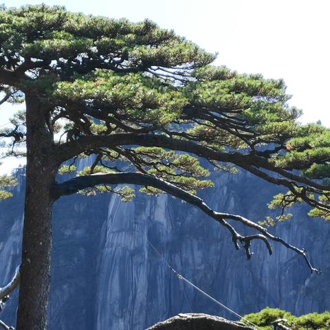 一生痴绝处，无梦到徽州——徽州之旅八12第三站登黄山，赏黄梅戏