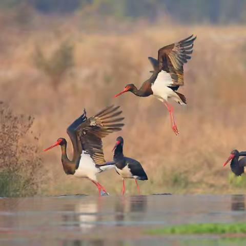 动物科普走进生活 —— 清漳河国家湿地公园