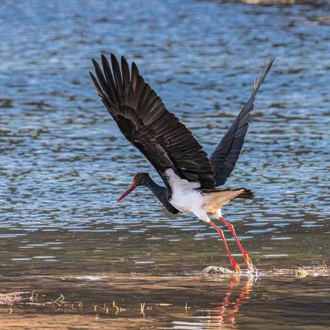 越冬候鸟成群集结 冬日湿地生机无限