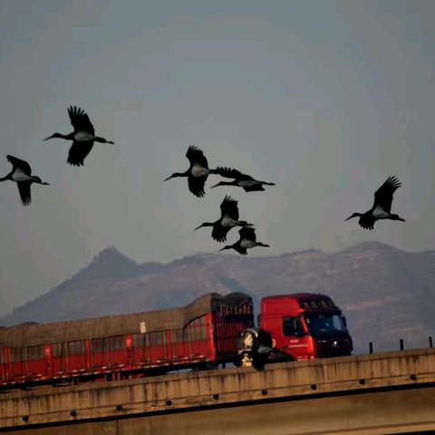 候鸟的重要迁徙通道 涉县-候鸟的补给和停留驿站