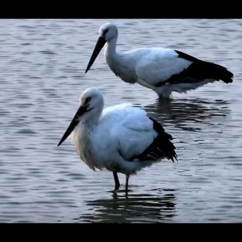 东方白鹳——美耀涉县