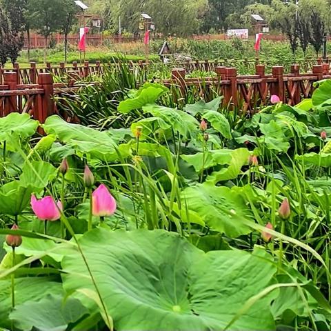 静谧湿地中的生灵絮语