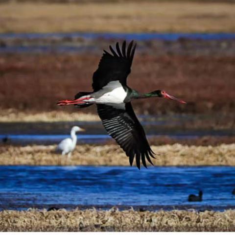 黑 鹳｜清漳河国家湿地里的黑羽精灵