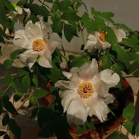 芍药花