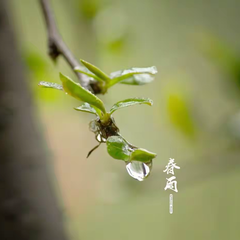 雨，我爱你