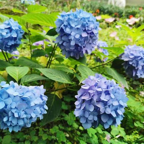 丽阳嘉园8月工作简报