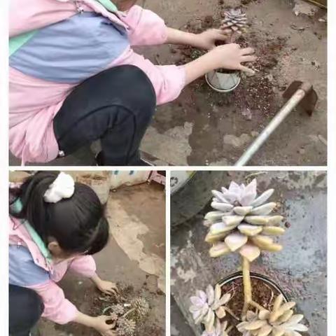 丰华一小  34班    第三学习小组   植树节美篇