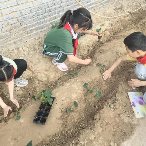 不负好时光 添绿正当时——惠济区南阳小学校开展绿色植物种植活动（发芽篇）