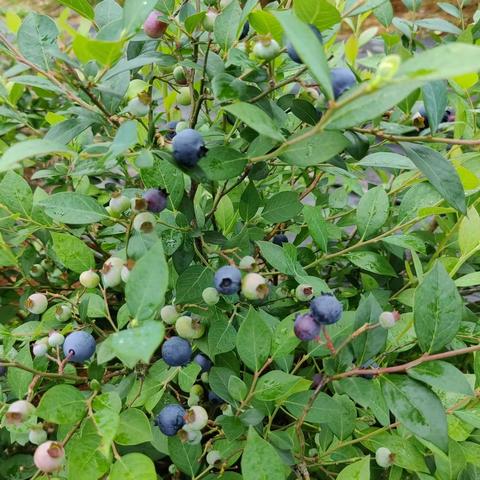 蓝莓成熟  开启“莓”好时光