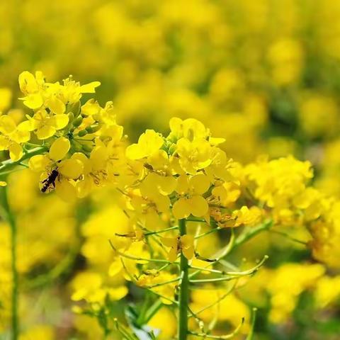 『春天里的油菜花』—— 航空港区宋庄幼儿园中一班绘画活动