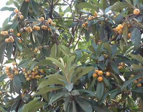 太康县实验幼儿园小七班体验丰收喜悦，乐摘枇杷