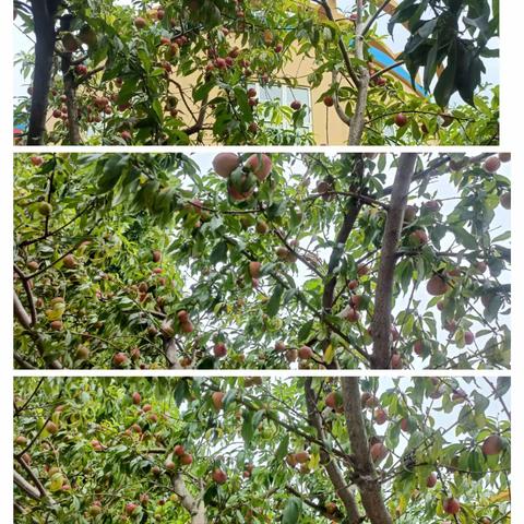 太康县实验幼儿园小七班欢乐采摘，“桃”醉你我