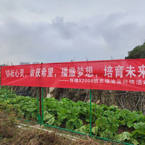 耕耘心灵，收获希望  ‍播撒梦想，培育未来‌‌ ﻿——X2008班农场油菜种植篇
