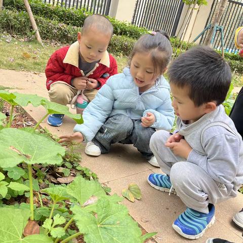 幼儿的万千“虫”爱