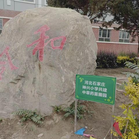 【合爱·八中】传承中草药文化  构建“合爱”美校园—库尔勒市第八中学中草药种植开园仪式