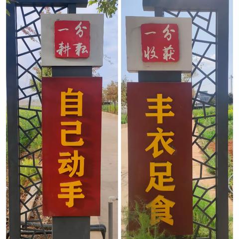 【自己动手，丰衣足食】记宜良县竹林小学劳动教育实践基地收获季