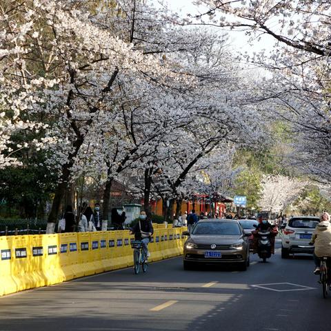 樱花已盛开，你还不来赏？