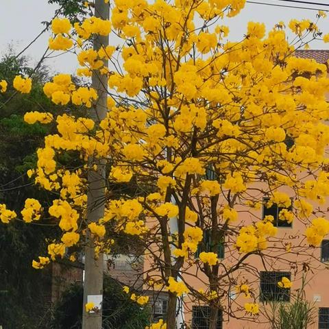 黄花风铃枝繁叶茂，黄花飞舞，知恩图报，懂得感恩——钢铁教学点开学典礼暨颁奖活动。