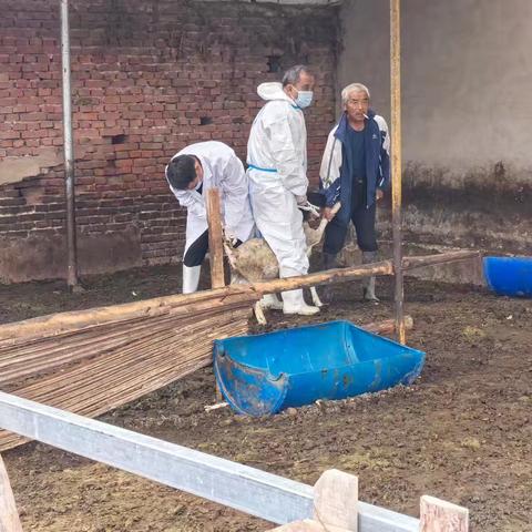 2025年9月22日刁镇畜牧兽医站秋防工作正在紧锣密鼓的进行中，今天我们防疫人员在周贾村左新贵、李继华散养户进行防疫