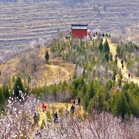 3.8活动女神节上稍村赏桃花攀笔架轿顶山