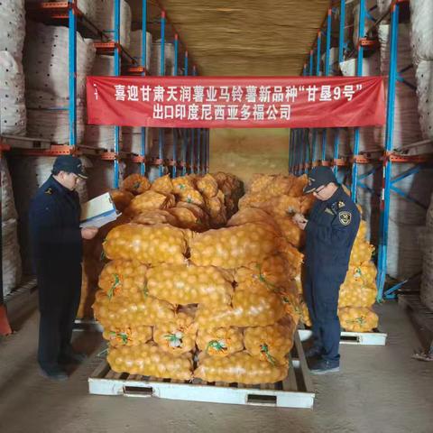 马铃薯新品种“甘垦9号”启程印尼印多福—甘肃亚盛薯业天润公司