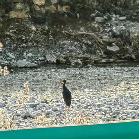 山阳县两岭镇首次发现国家一级保护野生动物黑鹳