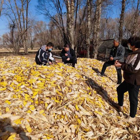 凝心聚力、团结奋斗，达拉特直属库圆满完成秋粮收购任务