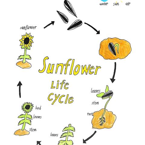 三2 Unit 4 Plant around us（Growing a sunflower太阳花成长记录）