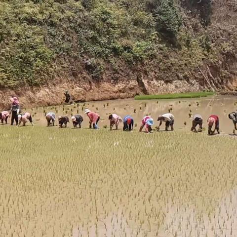 小坝村：立夏时节插秧忙 田间披“绿装”