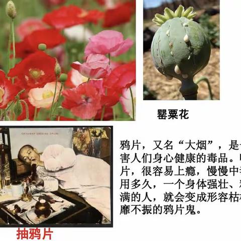 泉城路街道铲除毒品原植物活动