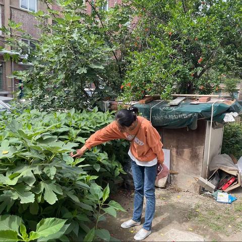 泉城路街道深入居民家踏查罂粟花种植