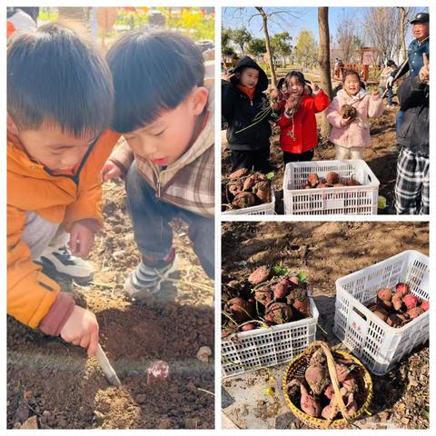 中班劳动实践活动——“薯”你最棒