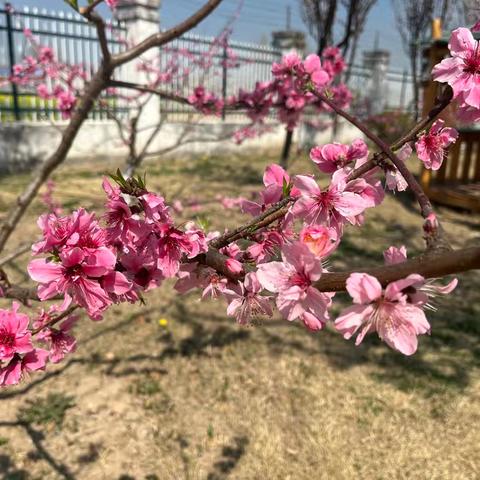 【班级动态】与春光里的桃花结个缘