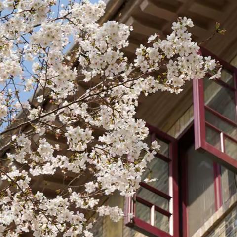 珞珈樱花伴书香