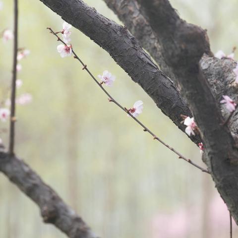 观花的季节