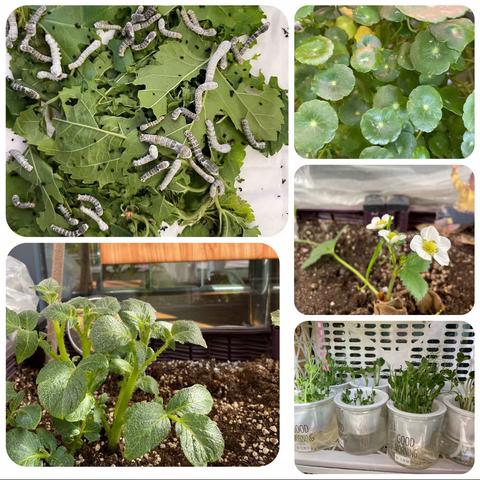 觅自然之趣    感春日美好——德美爱上城幼儿园自然角评比活动