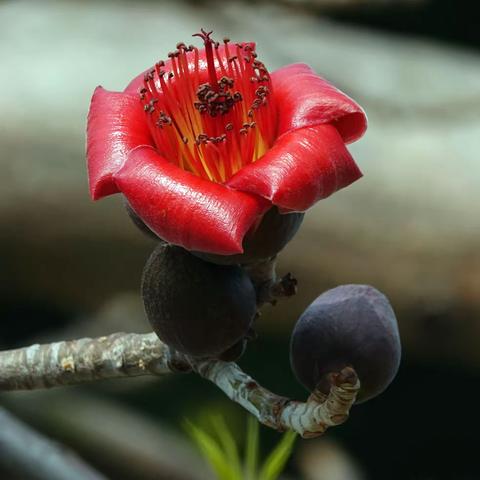 春风染红英雄花