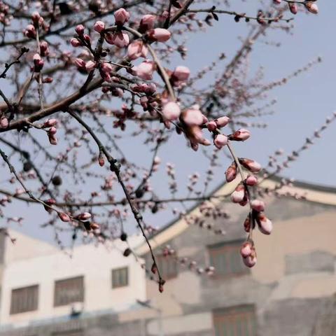 劳动课堂 师者先行——卫校教师开展校园环境美化提升行动