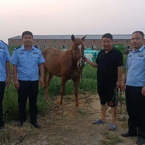 【豫筑平安】失而复得暖民心！热心群众捡拾马匹 民辅警秒变“牧马人”石林镇派出所帮助走失马匹找到主人