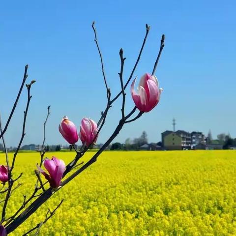 小章中心幼儿园--爱在春天里 寻找春天的秘密🌸