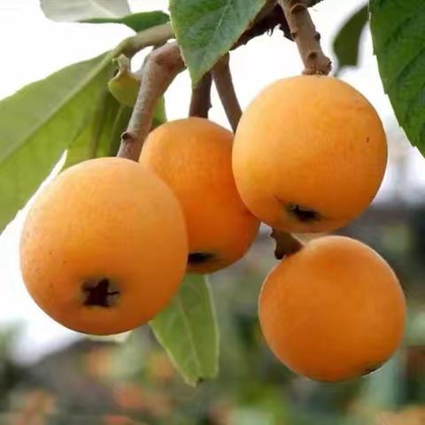 值班恰逢枇杷黄