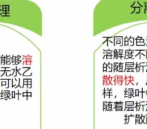 多彩生物实验，探索色素奥秘——“绿叶中色素的提取和分离”实验纪实